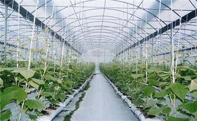 溫室種植